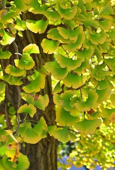 イチョウ イチョウ,銀杏,秋の写真素材