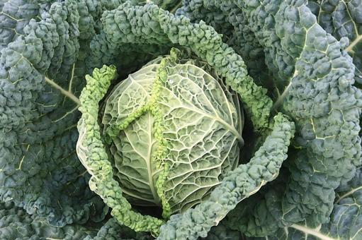 ちぢみキャベツ（ちりめんキャベツ） ちぢみキャベツ,ちりめんキャベツ,野菜の写真素材