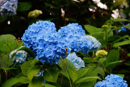 青いアジサイの花 青いアジサイの花の写真