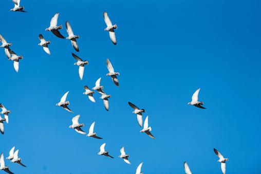 宙を舞うハトの群れ ハト,野鳥,鳥の写真素材