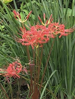 彼岸花 彼岸花,秋,お彼岸の写真素材