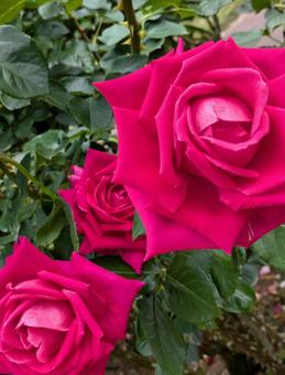 バラ 薔薇 バラ 薔薇の写真