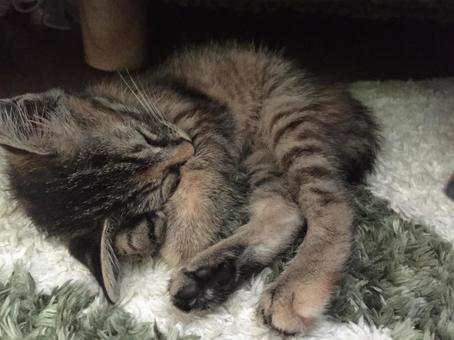 可愛い仔猫 可愛い仔猫の写真