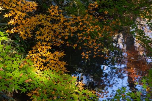 六義園の色づくモミジ 六義園,モミジ,オレンジ色の写真素材