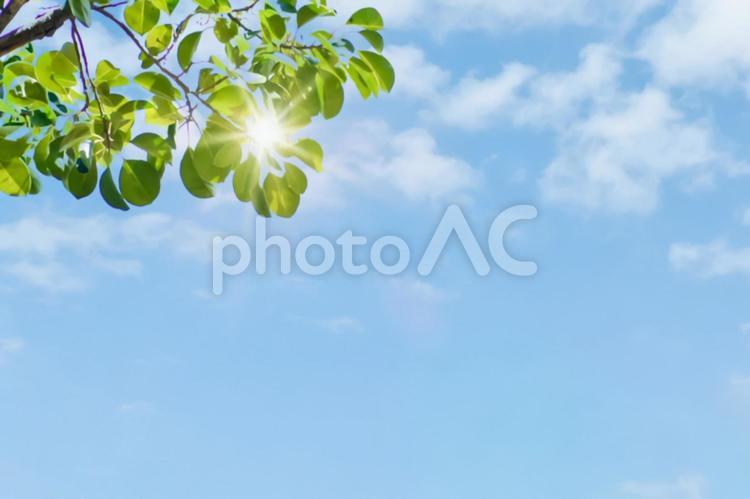 新緑の木漏れ日と青空 空,青空,新緑の写真素材