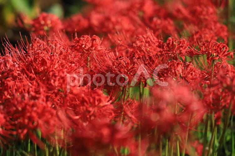 さくら堤公園の彼岸花 さくら堤公園,彼岸花,ヒガンバナの写真素材