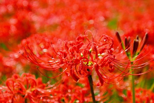赤く咲き誇る彼岸花 彼岸花,花,植物の写真素材
