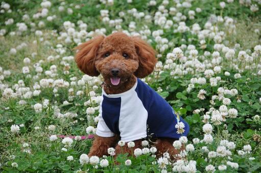 シロツメクサに囲まれたトイプードル トイプードル,犬,動物の写真素材