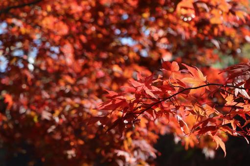 紅葉 紅葉の写真
