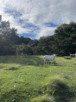 ヤギ 空,自然,山の写真素材