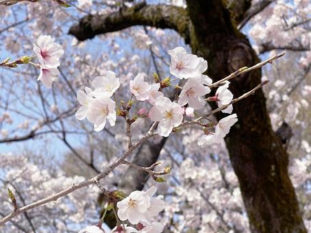 春の桜 満開 春の桜 満開の写真