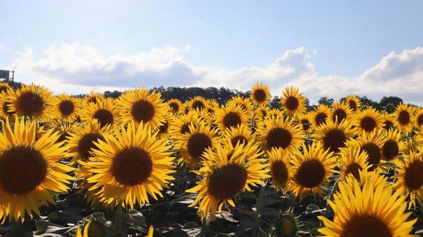 ひまわり２ ひまわり,向日葵,ひまわり畑の写真素材