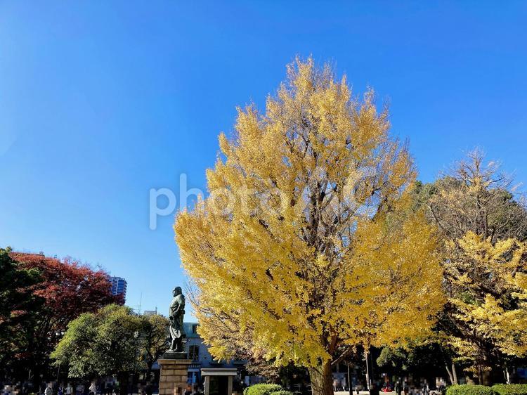 東京風景・上野公園 上野公園,上野恩賜公園,イチョウの写真素材