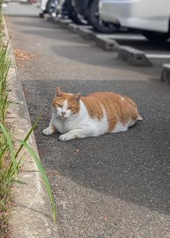 地域猫 地域猫の写真