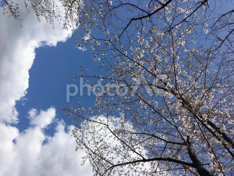 さくら、桜と青空 桜空,さくら,雲の写真素材