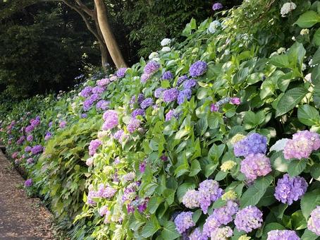 紫陽花 紫陽花の写真