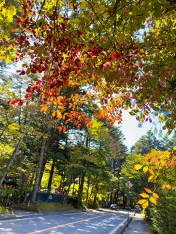 秋色に染まる軽井沢・離山通り 紅葉,秋,軽井沢の写真素材