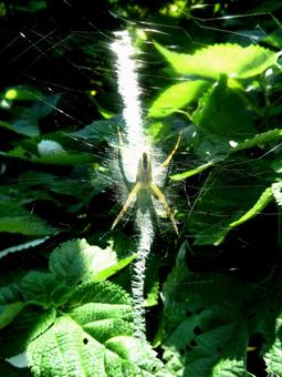Long-jawed orb spider, JPG