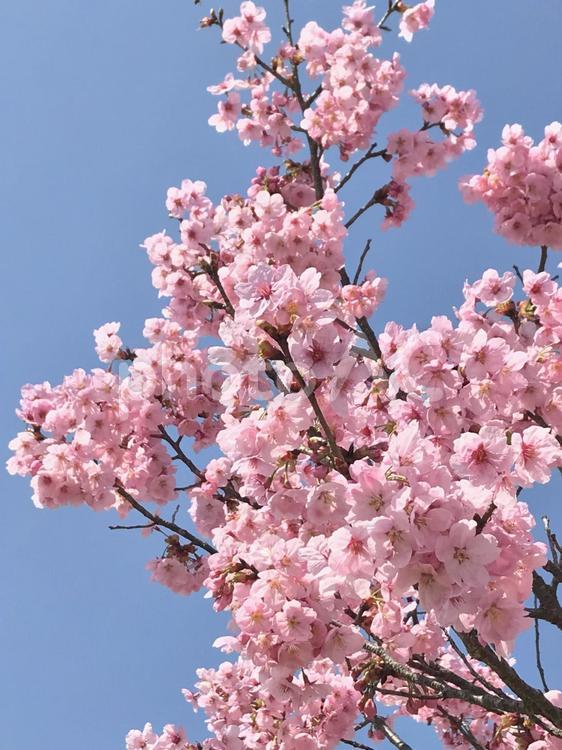 桜　春の風景 さくら,サクラ,ソメイヨシノの写真素材