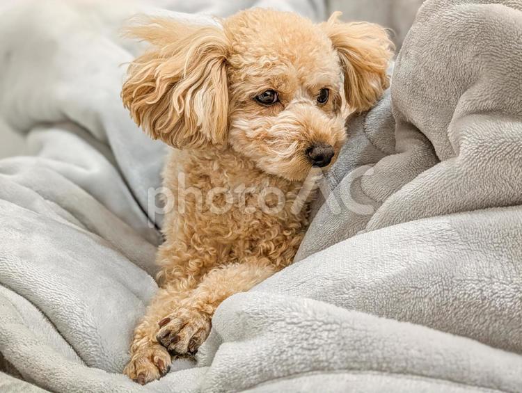 毛布の上でくつろぐトイプードル 犬,寒い,冬の写真素材
