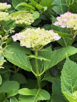 Hydrangea, JPG Hydrangea, JPG