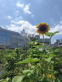 ひまわり ひまわり ひまわり,夏,黄色の写真素材