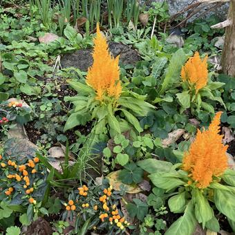 花★ケイトウ（黄色） シクラメン,白,フラワーの写真素材