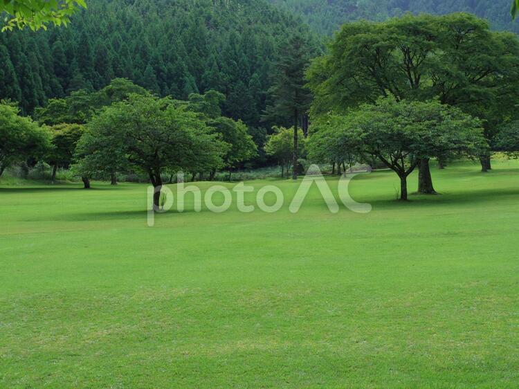 みどりの世界にうっとり 山,木,樹木の写真素材