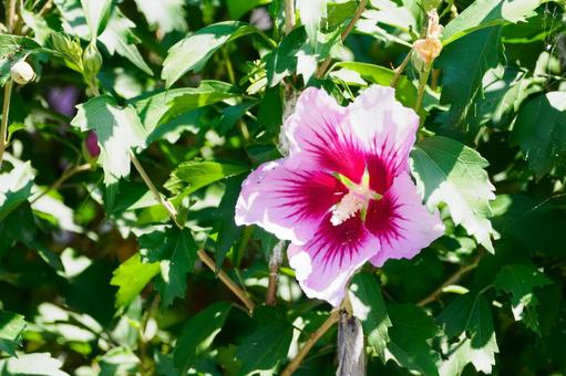 Photo, flower, muggets, hachisu, 