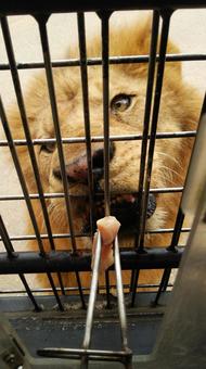 ライオン ライオン,サファリパーク,サファリランドの写真素材