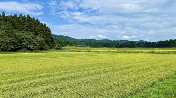収穫間近な水田 収穫間近な水田 稲刈り,稲穂,稲の写真素材