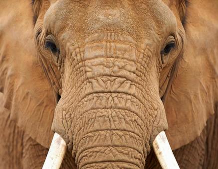 アフリカゾウ アフリカゾウの写真
