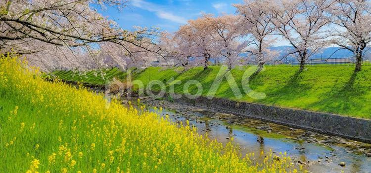 菜の花と桜並木 サクラ,桜,さくらの写真素材