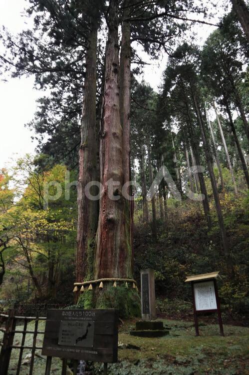 御岩神社　三本杉 アウトドア,ウォーキング,ハイキングの写真素材