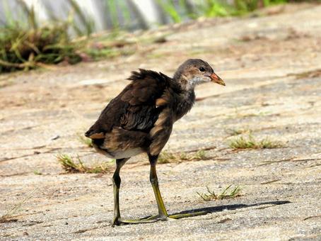 バン 幼鳥2 バン 幼鳥2の写真