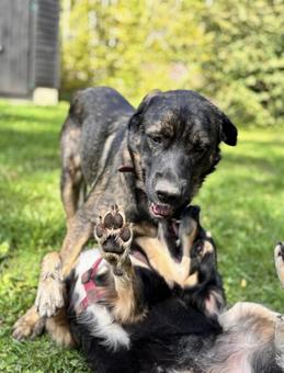 じゃれあい じゃれあい 犬,成犬,ミックス犬の写真素材