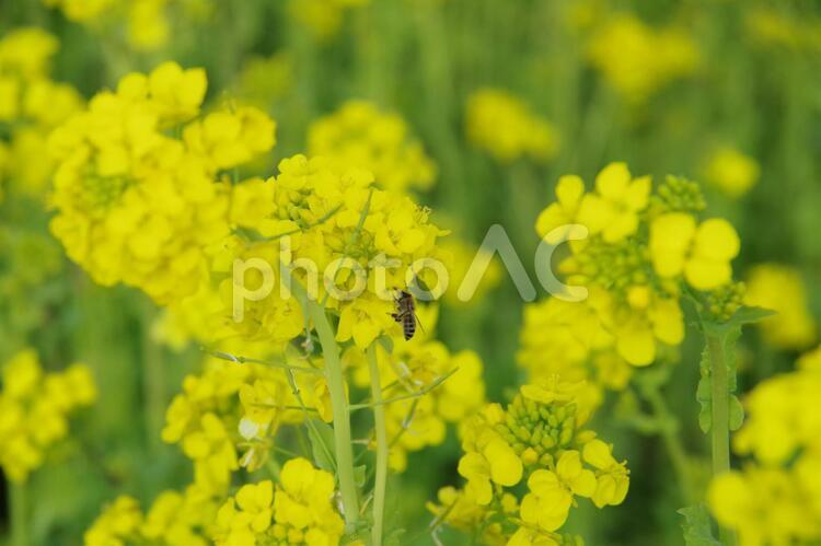 菜の花と蜜蜂 菜の花,なの花,菜の花畑の写真素材