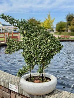 武生中央公園　噴水のそばのトピアリー 色鮮やか,菊,ガーベラの写真素材