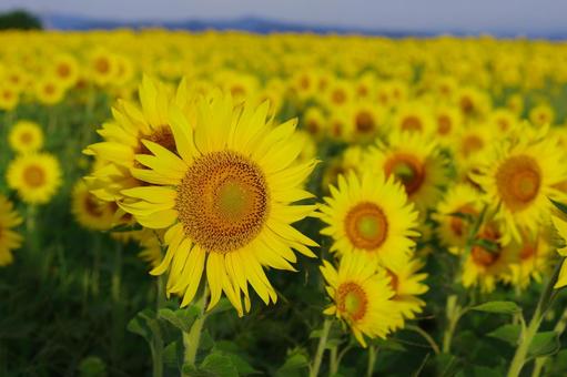 ヒマワリ 向日葵 夏の花 黄色の花 ヒマワリ 向日葵 夏の花 黄色の花 ヒマワリ,向日葵,夏の花の写真素材