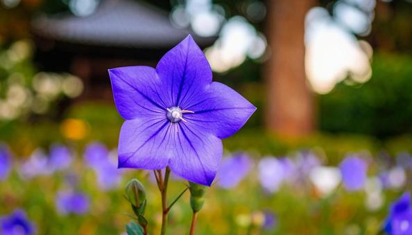 桔梗の花 桔梗の花の写真
