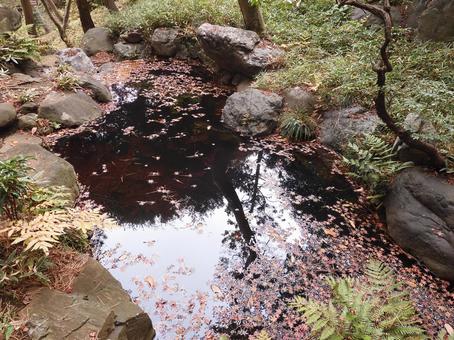 モミジ葉の浮く池 池,モミジ,庭園の写真素材