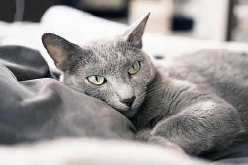 家猫の素材 家猫の素材の写真