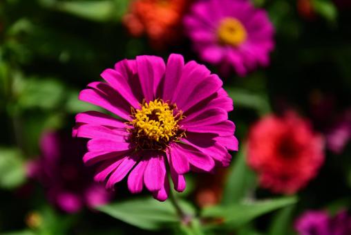 百日草の花 百日草の花の写真