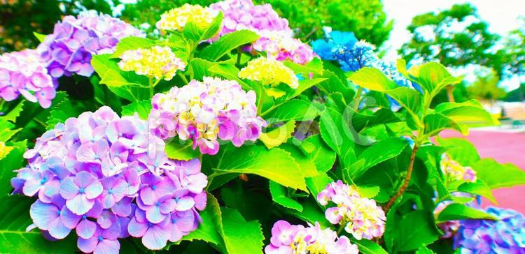 あじさいの季節 紫陽花,あじさい,アジサイの写真素材
