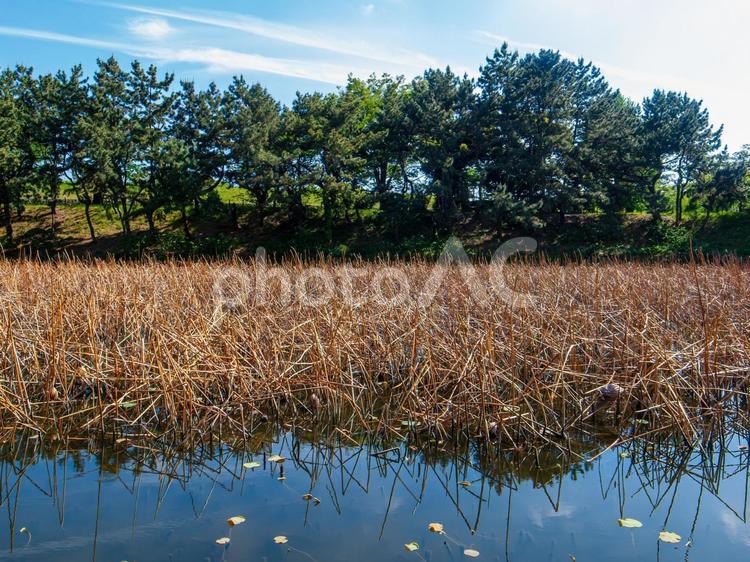 緑と青空と池の枯葉 池,濠,枯葉の写真素材