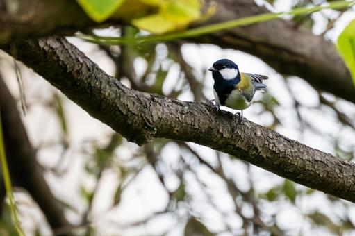 シジュウカラ(58) シジュウカラ(58) 野鳥,鳥,シジュウカラの写真素材