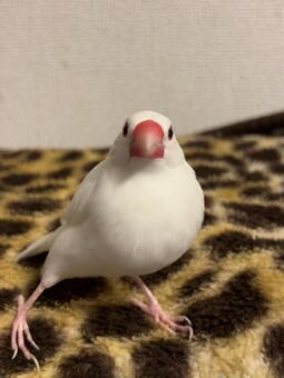 白文鳥 文鳥,鳥,白文鳥の写真素材