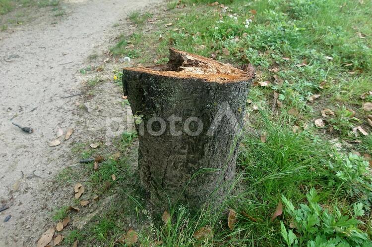 木の切り株 切り株,刈り株,株の写真素材