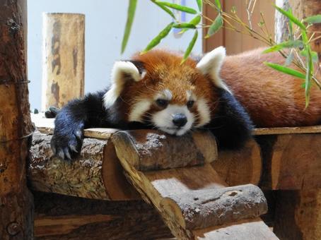 Red Panda, JPG Red Panda, JPG
