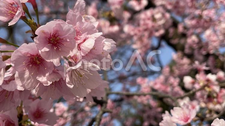菊川に咲く桜③ 花,植物,桜の写真素材